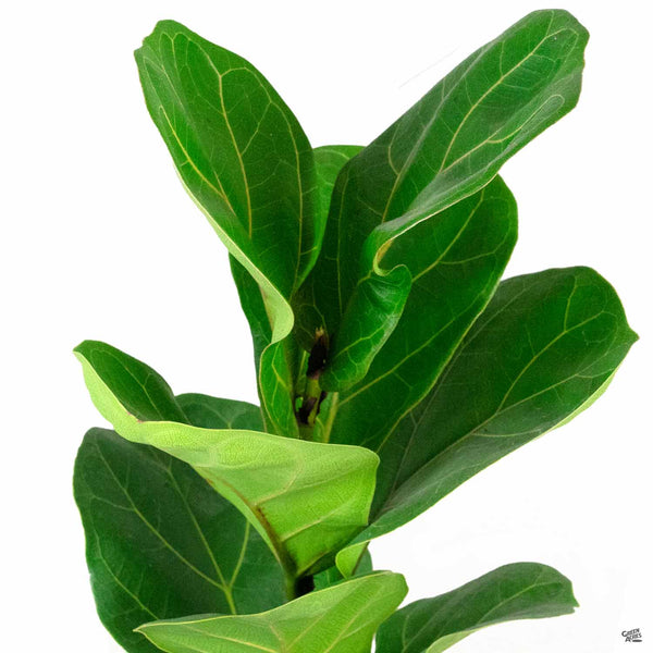 Fiddle Leaf Fig 'Little Sunshine' — Green Acres Nursery & Supply