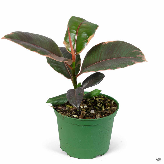 Variegated Rubber Plant 6 inch