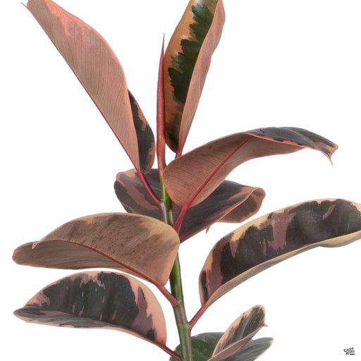 Rubber Plant 'Ruby'