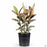 Rubber Plant Tineke 2 gallon