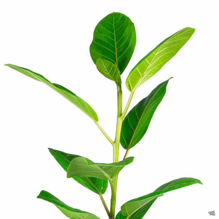 rubber tree plant yellow leaves Rubber Plant 'Yellow Gem' — Green Acres Nursery & Supply