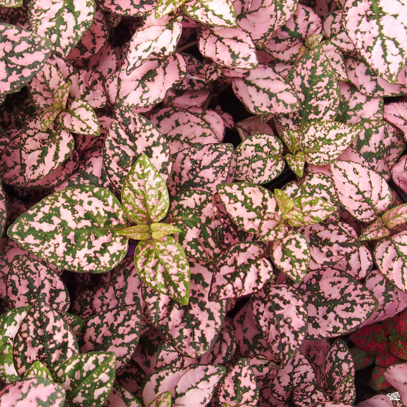 Hippo&#174; Polka Dot Plant