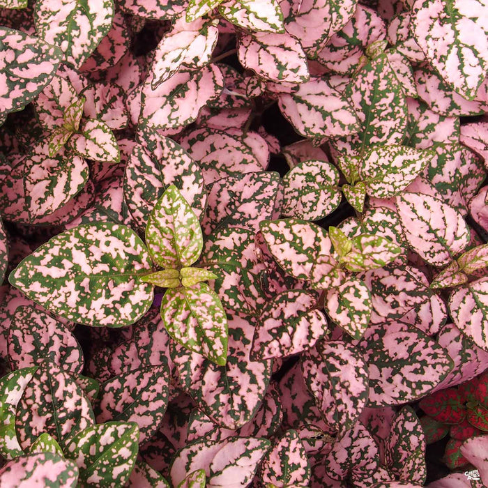 hip house plants Hippo® Pink Polka Dot Plant — Green Acres Nursery & Supply