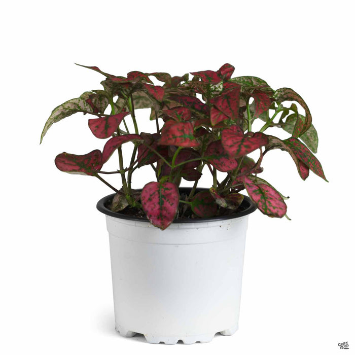 polka dot elephant ear plant Hippo® Red Polka Dot Plant — Green Acres Nursery & Supply
