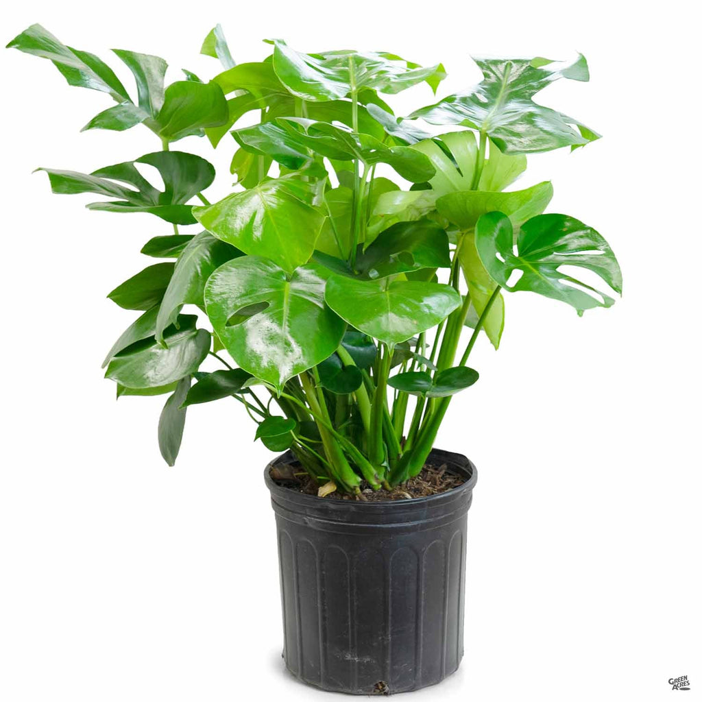 monstera deliciosa - 70 cm green bubble Monstera Deliciosa — Green Acres Nursery & Supply
