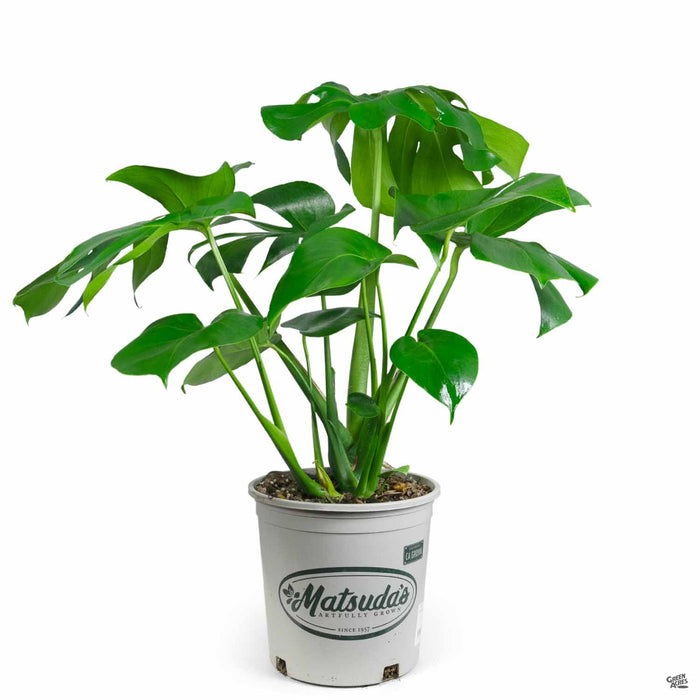 monstera bush Monstera Deliciosa — Green Acres Nursery & Supply