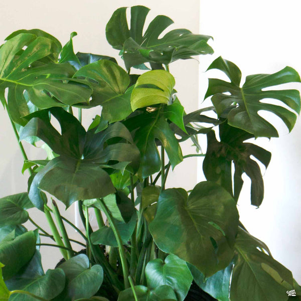 monstera deliciosa sol Monstera Deliciosa — Green Acres Nursery & Supply