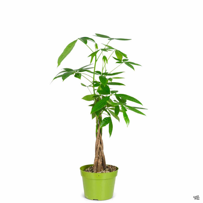 money tree on clear acre Money Tree — Green Acres Nursery & Supply