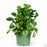 Peperomia Marble 6 inch