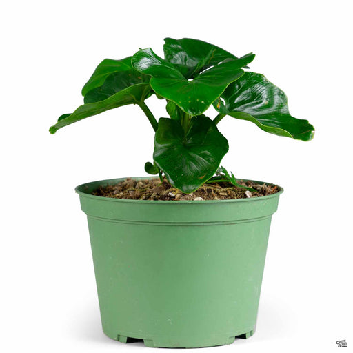 Philodendron 'Atom' 6 inch