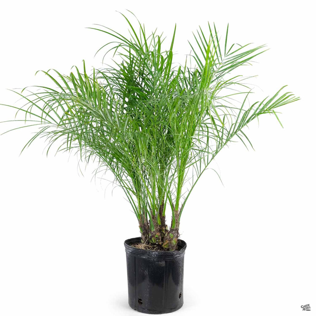 date palm small plant Pygmy Date Palm — Green Acres Nursery & Supply