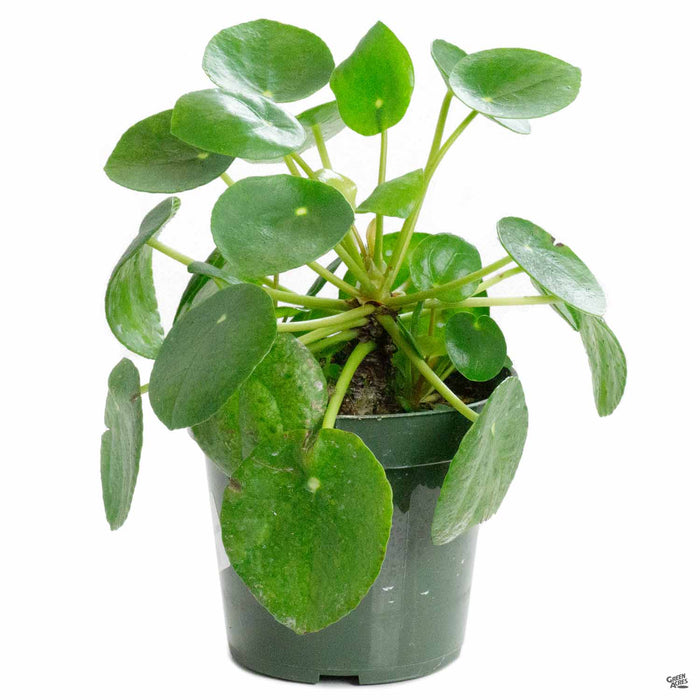 Chinese Money Plant 4 inch