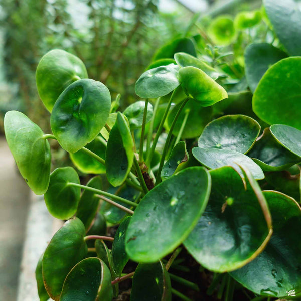 Chinese Money Plant  Green Acres Nursery & Supply