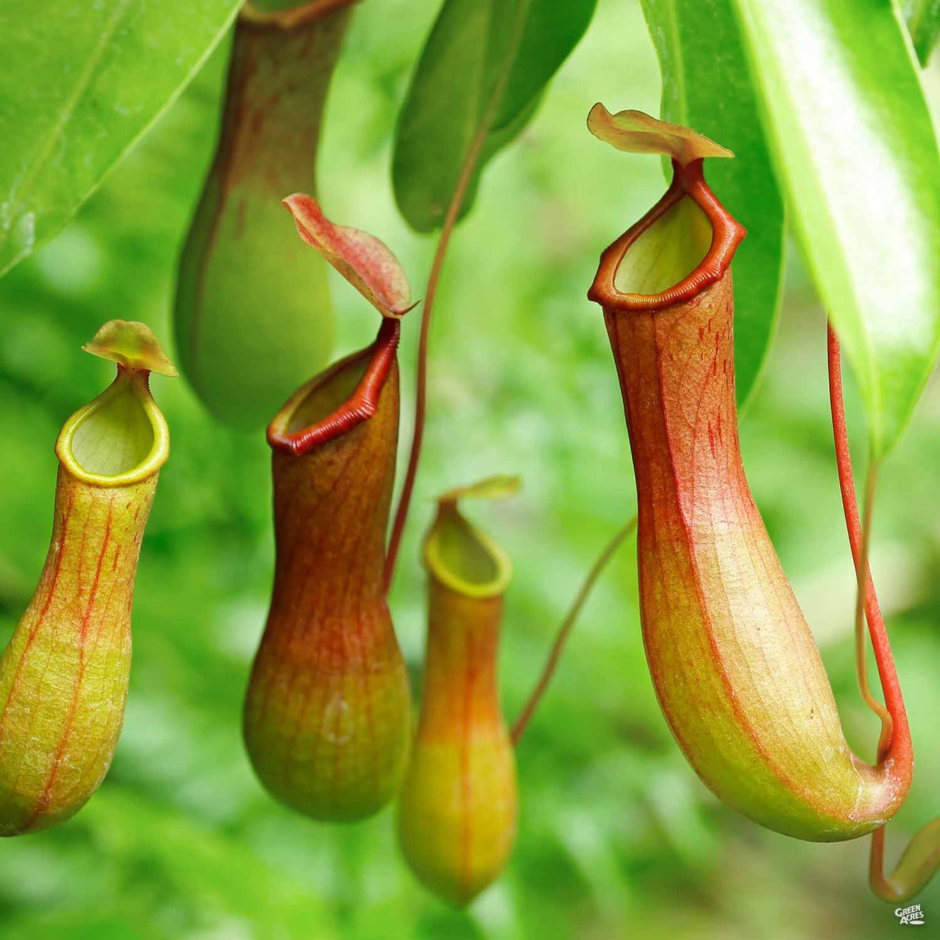 Carnivorous Plants