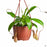 Tropical Pitcher Plant 6 inch  hanging backet