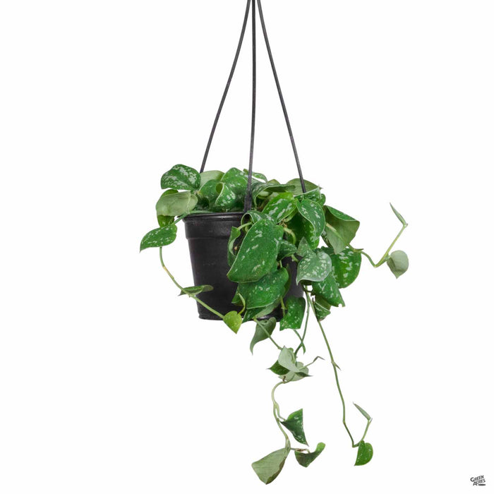 hanging marble queen pothos Pothos 'Marble Queen' — Green Acres Nursery & Supply