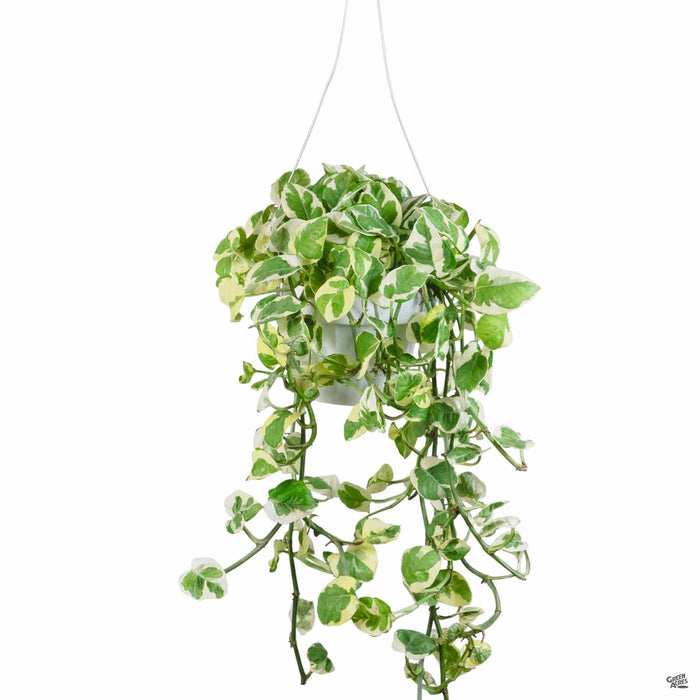 pothos hanging basket artificial plant Pothos 'NJoy' — Green Acres Nursery & Supply