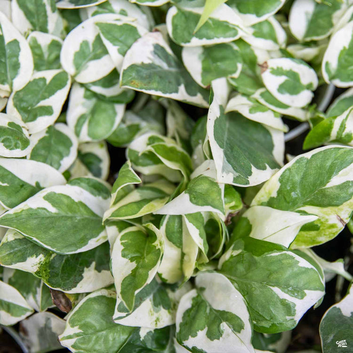 pothos njoy for sale Pothos 'NJoy' — Green Acres Nursery & Supply