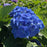 Blue Hydrangea macrophylla