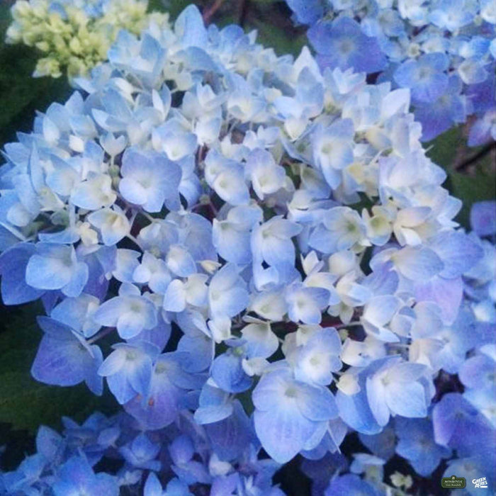 Blue Enchantress Hydrangea