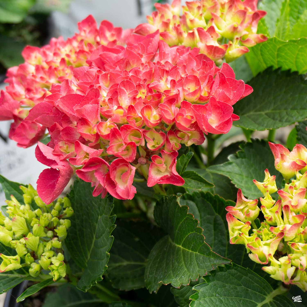 Cityline® Paris Hydrangea — Green Acres Nursery & Supply