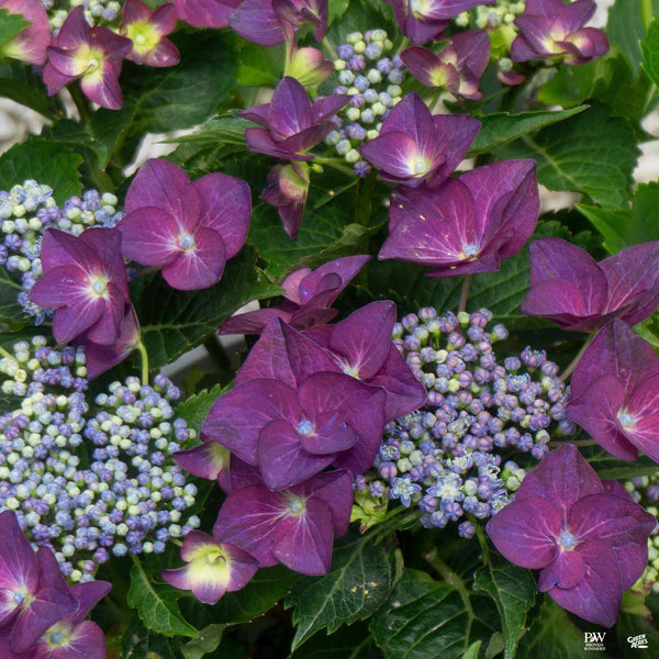 Hydrangea_FortBragg_Purple_600