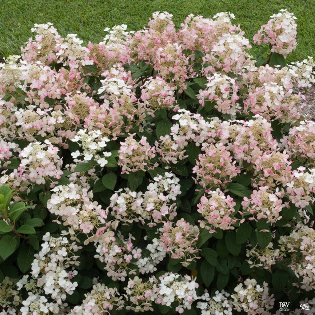 Hydrangea 'Little Quick Fire' — Green Acres Nursery & Supply