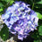Hydrangea 'Royal Purple'