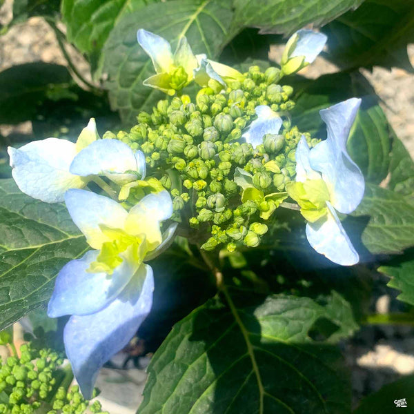 Hydrangea_TuffStuffAhHa_2_600x