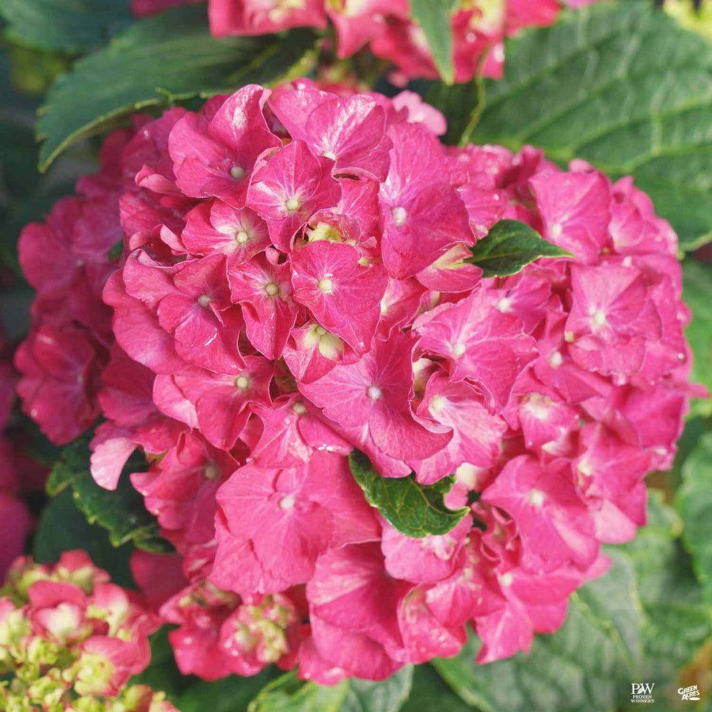 Wee Bit Grumpy® Bigleaf Hydrangea — Green Acres Nursery & Supply