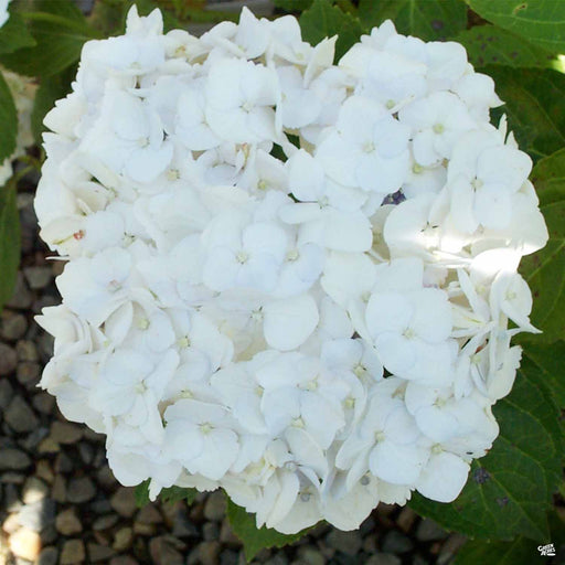 Hydrangea 'White'