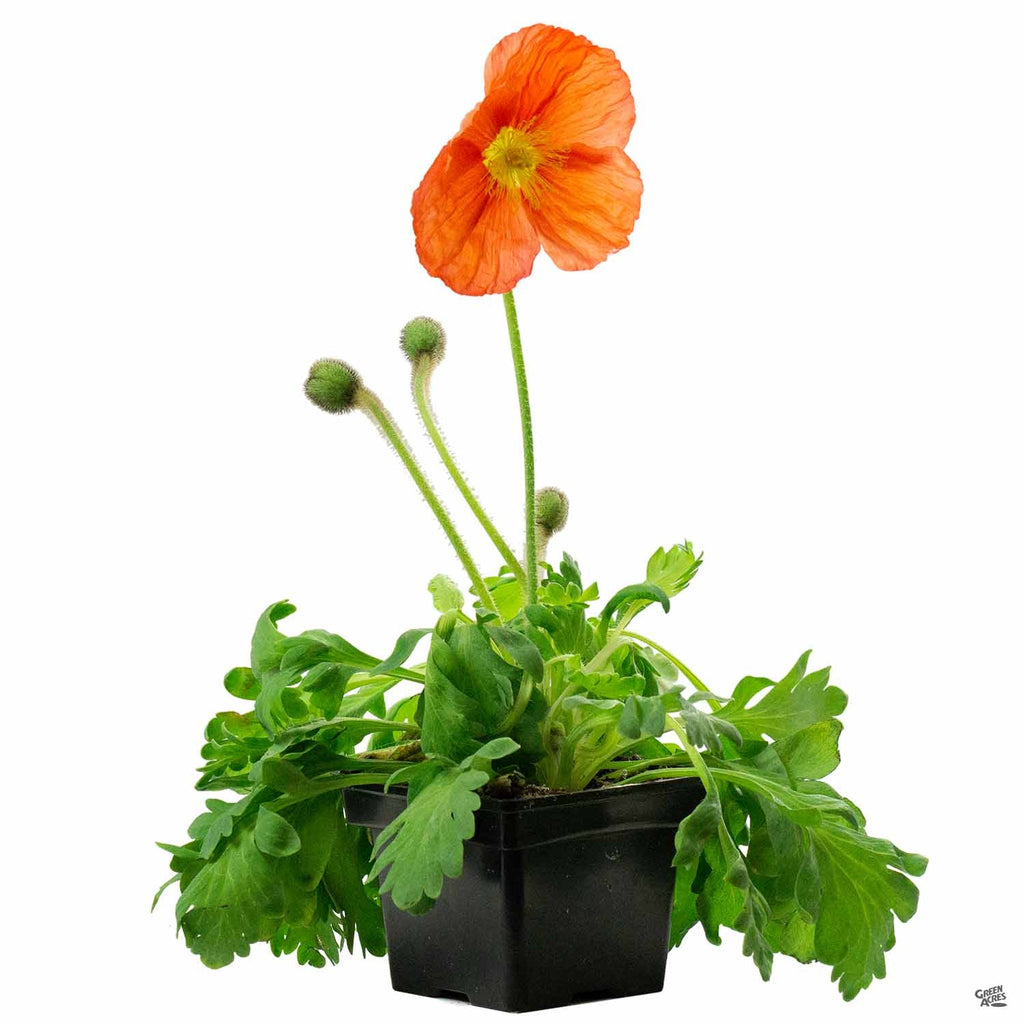 Iceland Poppy — Green Acres Nursery & Supply