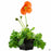 Iceland Poppies 4 inch