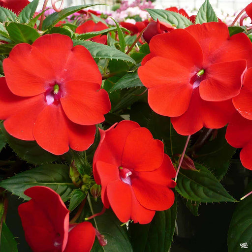 Sunpatiens red