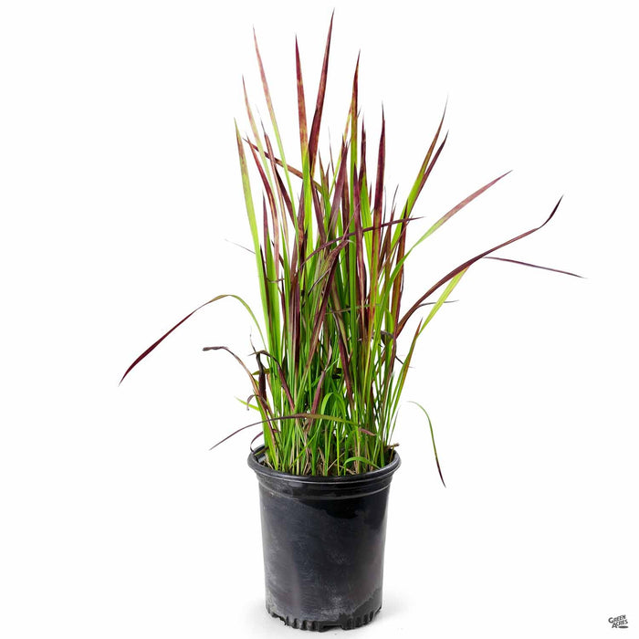 Japanese Blood Grass 'Rubra' 1 gallon