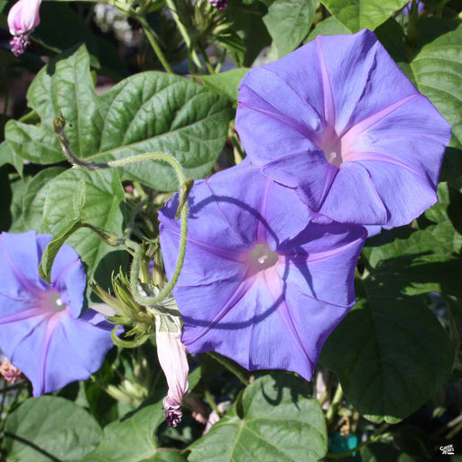 Cooke's Purple (Wisteria sinensis 'Cooke's Purple') - Rail City Garden  Center