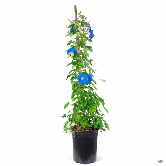 is morning glory an indoor plant Morning Glory — Green Acres Nursery & Supply