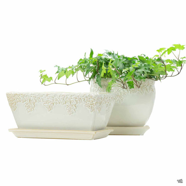 Ivy League — Green Acres Nursery & Supply