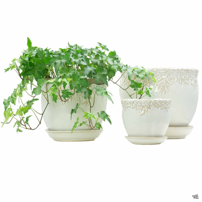 ivy plant pot size Ivy League Jardiniere — Green Acres Nursery & Supply