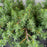 Blue Pacific Shore Juniper