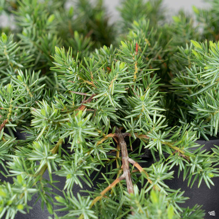 Blue Pacific Shore Juniper