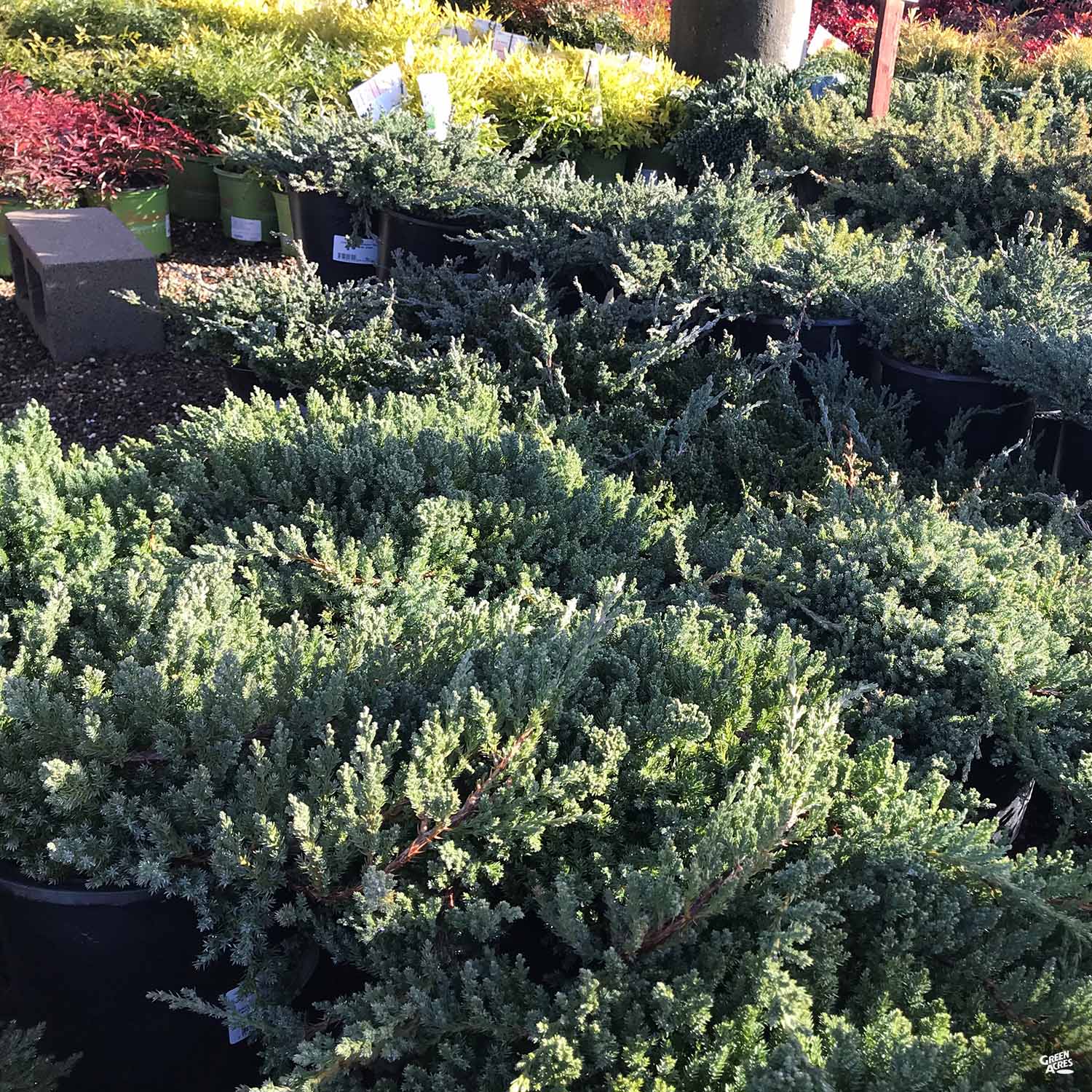 Juniper Renn Green Mound Juniper Ground Cover