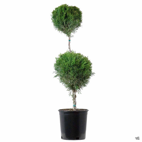 Juniper 'Mint Julep' 2 Ball | Monrovia — Green Acres Nursery & Supply