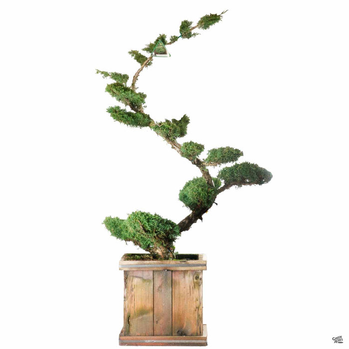 Juniper 'Shimpaku' Hindupan Topiary 15 inch box