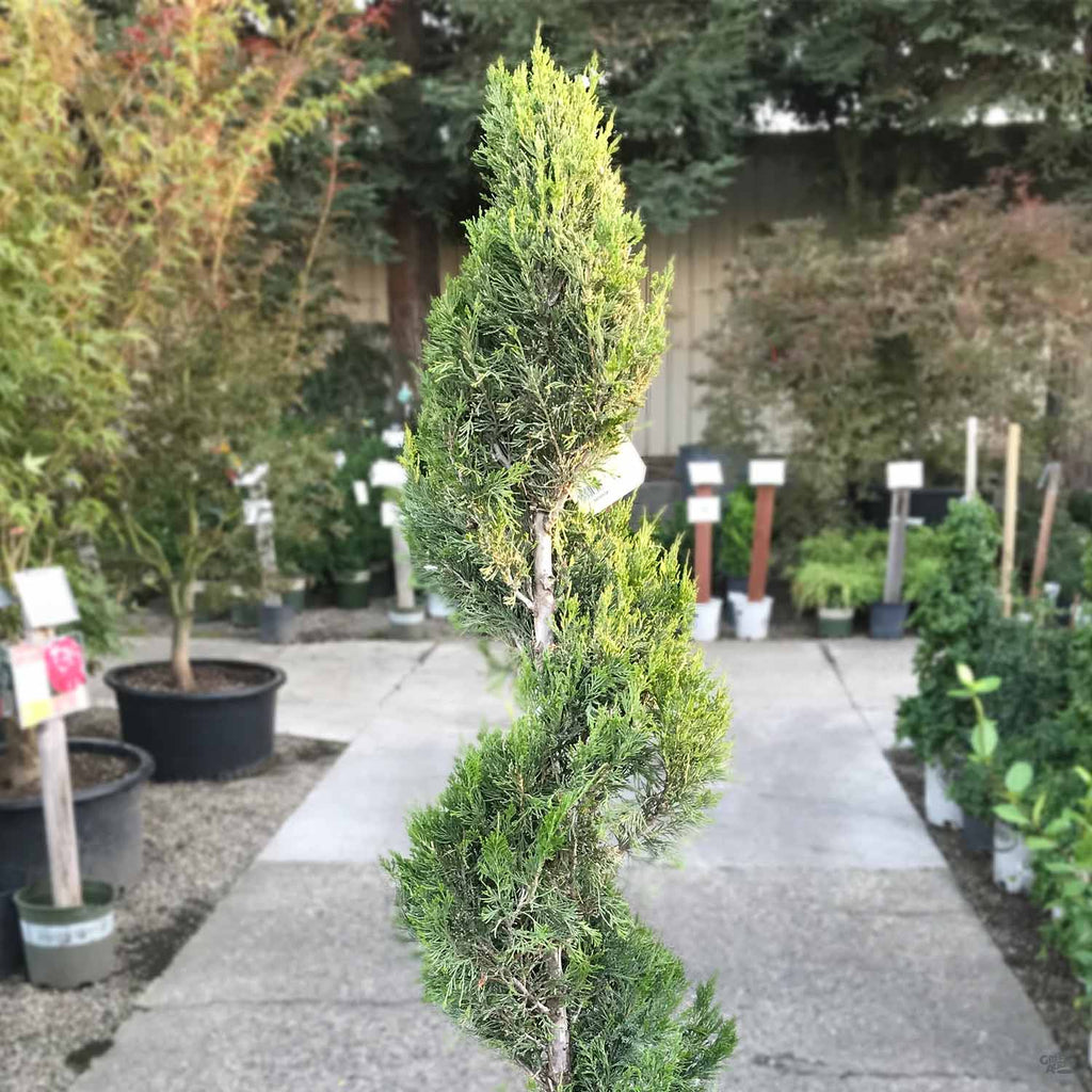 Juniper 'Spartan' Spiral | Monrovia — Green Acres Nursery & Supply