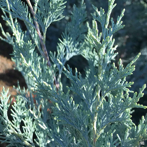 Juniperus_WichitaBlue_3_600x60