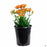 Flowering Kalanchoe Orange 1 gallon