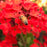 Flowering Kalanchoe Red
