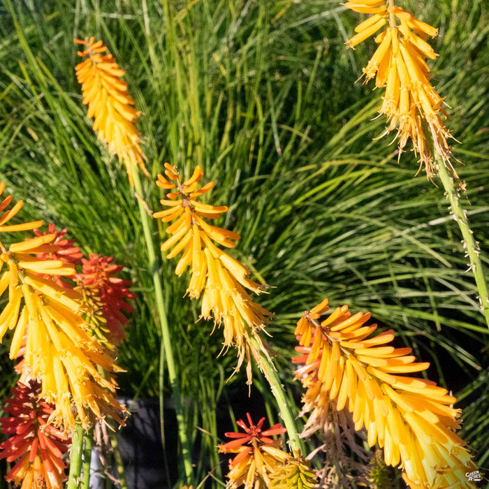 Kniphofia 'Mango Popsicle'