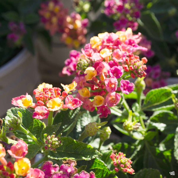 Lantana_BandanaCherry_600x600.